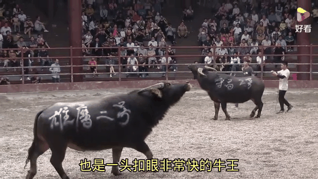 绿衫军与黄色战车激烈对抗,尼克斯难逢胜利的简单介绍 绿衫军与黄色战车激烈对抗,尼克斯难逢胜利的简单介绍