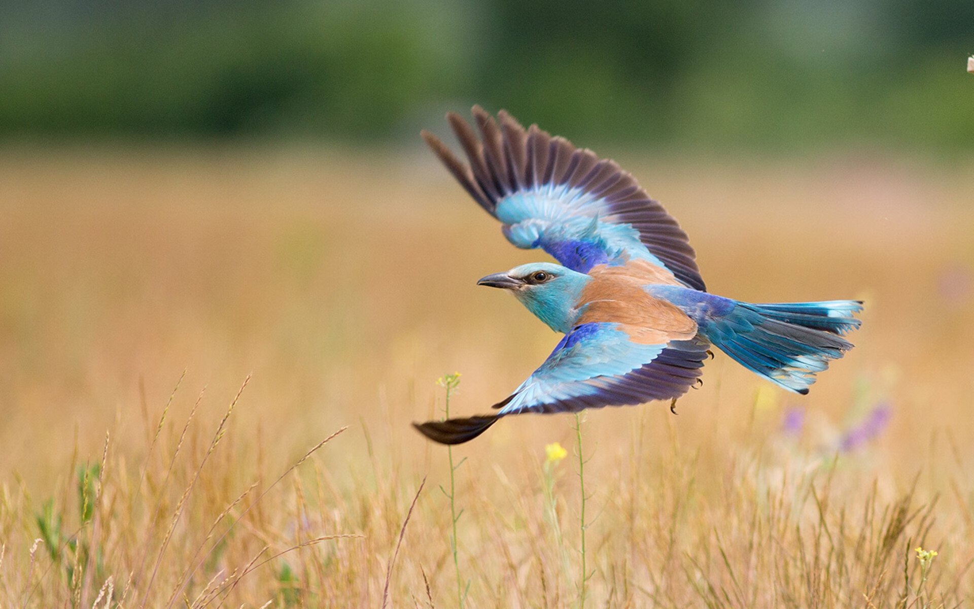 开云体育下载-狼烟起时见真王，黄喜灿的德甲争冠夜淬火记